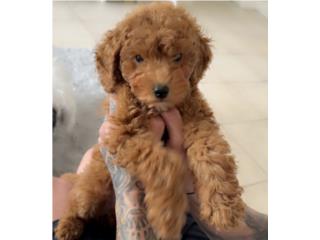 Venta - Sale - GoldenPets, Mascotas Miami Florida